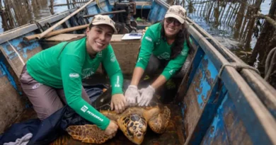 Resiliência Marinha: Tartarugas-Cabeçudas Voltam a Ocupar a Baía de Guanabara