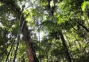 Restauração florestal no Brasil precisa de governança — e o estado do Espírito Santo dá um passo decisivo