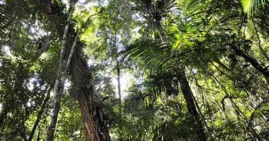 Restauração florestal no Brasil precisa de governança — e o estado do Espírito Santo dá um passo decisivo