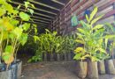 CIDADE MAIS VERDE: Marília recebe 1.600 mudas de árvores da Entrevias