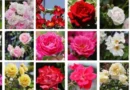 Festival das 4 mil rosas em Gunma: entrada e estacionamento grátis