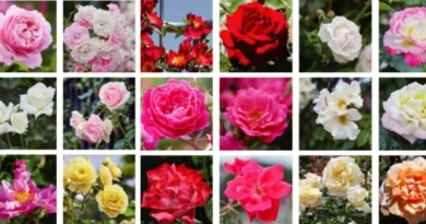 Festival das 4 mil rosas em Gunma: entrada e estacionamento grátis