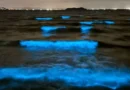 “Vaga-lumes-do-mar” criam espetáculo de luz em praias de Aichi e Shizuoka
