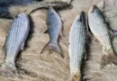 Pesca de tainha na modalidade arrasto de praia está suspensa