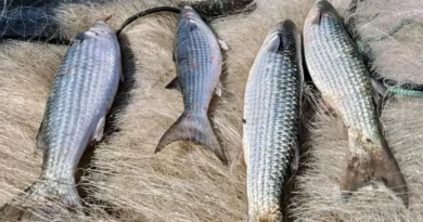 Pesca de tainha na modalidade arrasto de praia está suspensa
