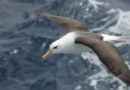 Reduzir morte de albatrozes implica mudanças na pesca em alto-mar