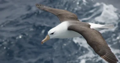 Reduzir morte de albatrozes implica mudanças na pesca em alto-mar