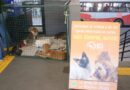 Feira no Terminal Urbano incentiva adoção responsável de cães e gatos em Marília