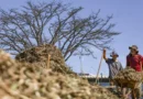 Sistemas agroecológicos de quatro biomas são criados em Brasília