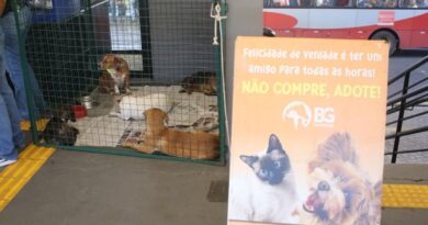 Feira no Terminal Urbano incentiva adoção responsável de cães e gatos em Marília