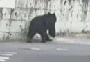 Tochigi fica em alerta após avistamentos de urso na capital da província; escolas suspendem aulas