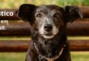 Marília apoia pesquisa nacional para fortalecer o Turismo Pet Friendly no Brasil