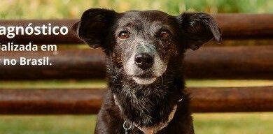 Marília apoia pesquisa nacional para fortalecer o Turismo Pet Friendly no Brasil