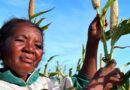 El Niño: Agências da ONU Solicitam US$ 202 Milhões para Ação Preventiva