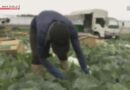 Número de agricultores cai para menos de 1 milhão pela primeira vez no Japão