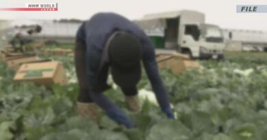 Número de agricultores cai para menos de 1 milhão pela primeira vez no Japão