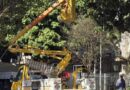 Prefeitura realiza poda de segurança em árvores da espécie “Monguba” no centro de Marília