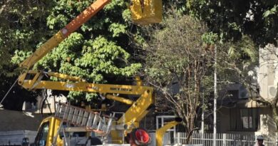 Prefeitura realiza poda de segurança em árvores da espécie “Monguba” no centro de Marília