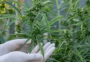 Brasileiro e dois amigos presos por cultivo de 143 pés de cannabis em Okinawa