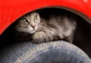 JAF alerta para aumento de gatos escondidos sob o capô de carros durante temporada de chuvas no Japão