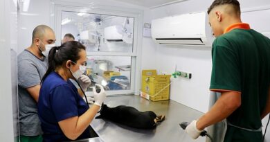 Castramóvel realiza 546 castrações gratuitas em Marília e Secretaria orienta tutores afetados por instabilidade no sistema SinPatinhas