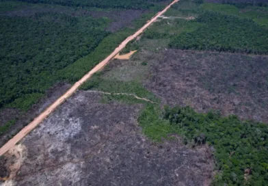 Desmatamento na Amazônia cai 36,87% no último ano
