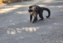 Proibição de alimentar animais silvestres no Bosque Municipal alerta para riscos à saúde da fauna e segurança dos visitantes