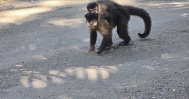 Proibição de alimentar animais silvestres no Bosque Municipal alerta para riscos à saúde da fauna e segurança dos visitantes