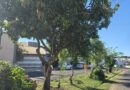 Secretaria de Meio Ambiente realiza adequação da arborização urbana na Radial Leste