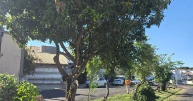 Secretaria de Meio Ambiente realiza adequação da arborização urbana na Radial Leste