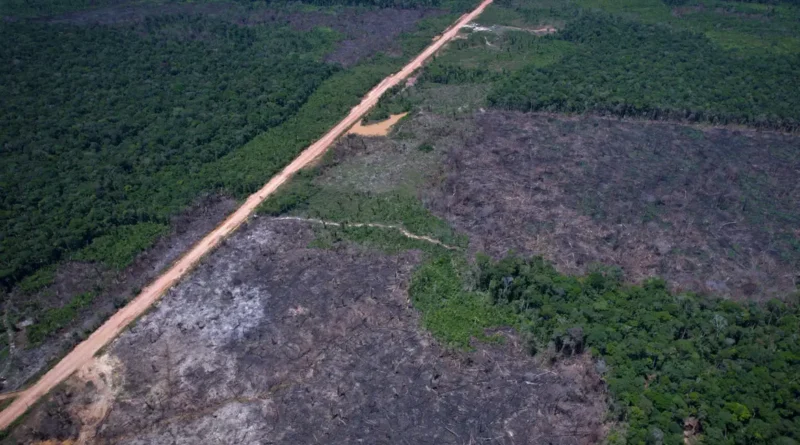 Desmatamento na Amazônia cai 36,87% no último ano