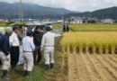 Reviravolta em Shizuoka: arroz ‘furtado’ foi colhido por engano