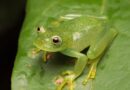 Nova espécie de rã-de-vidro é descoberta no Cerrado de Goiás