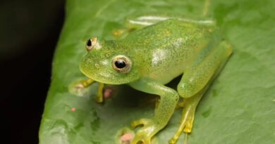 Nova espécie de rã-de-vidro é descoberta no Cerrado de Goiás