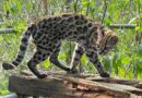 Nova espécie de felino é descoberta na Bolívia após mais de um século