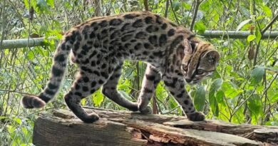 Nova espécie de felino é descoberta na Bolívia após mais de um século