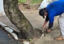 Prefeitura realiza manejo preventivo de árvores com risco de queda na zona Leste