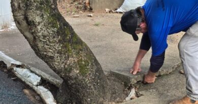 Prefeitura realiza manejo preventivo de árvores com risco de queda na zona Leste