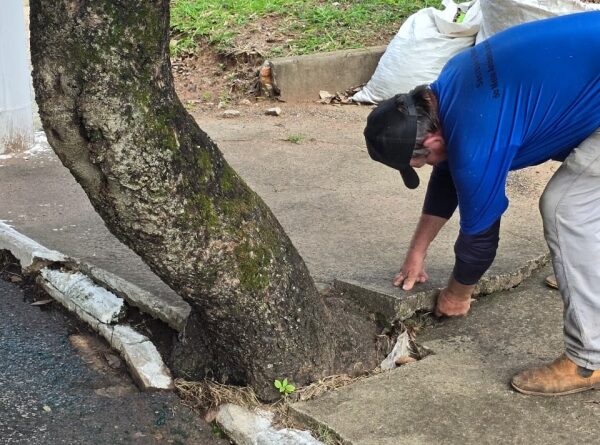 Prefeitura realiza manejo preventivo de árvores com risco de queda na zona Leste