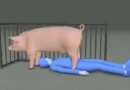 Trabalhador morre após ser encontrado embaixo de porca de 300 quilos em fazenda no Japão