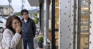 Infestação de percevejos dispara em Shizuoka e pode piorar após o tufão