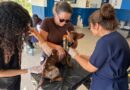 Balanço: Vacina antirrábica na USF Três Lagos contabiliza 370 animais imunizados