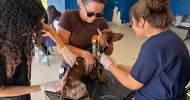 Balanço: Vacina antirrábica na USF Três Lagos contabiliza 370 animais imunizados