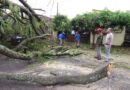 Prefeitura intensifica força-tarefa para desobstruir vias e remover árvores após forte vendaval em Marília