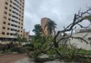 Prefeitura conclui retirada de 100 árvores que caíram durante temporal e mobiliza equipes após novas quedas em Marília