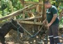Prefeitura de Marília resgata cavalos vítimas de maus-tratos no Jardim América