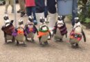 Pinguins trajam fantasias de Halloween em parque da província de Shimane, no oeste do Japão