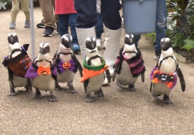 Pinguins trajam fantasias de Halloween em parque da província de Shimane, no oeste do Japão