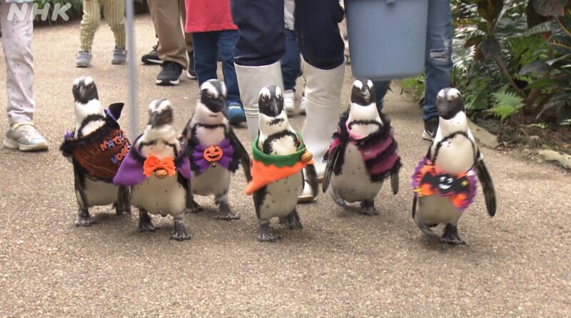 Pinguins trajam fantasias de Halloween em parque da província de Shimane, no oeste do Japão