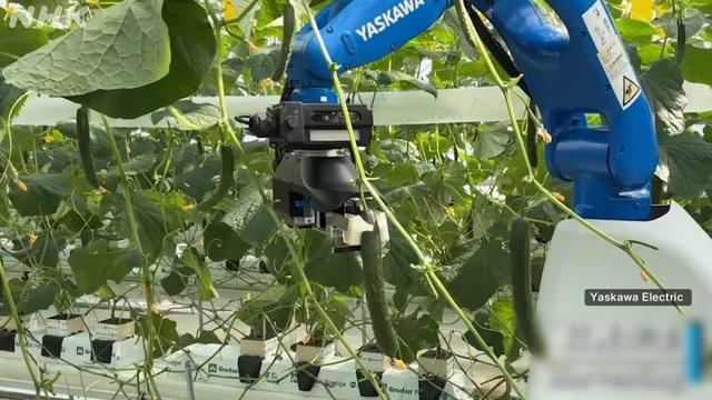 Robô dotado de IA auxilia agricultores na colheita